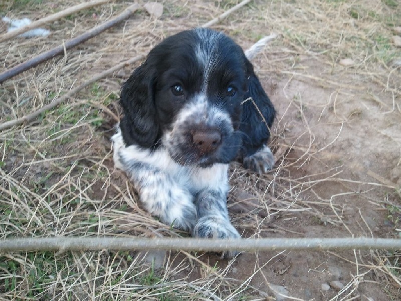 Du Reve De Bohemian - Cocker Spaniel Anglais - Portée née le 26/01/2014