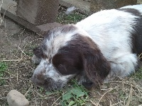 JUNIOR
